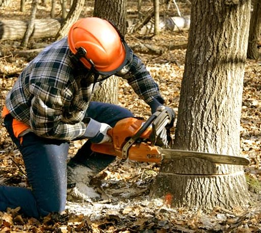 Tree Removal in Fiskdale, MA